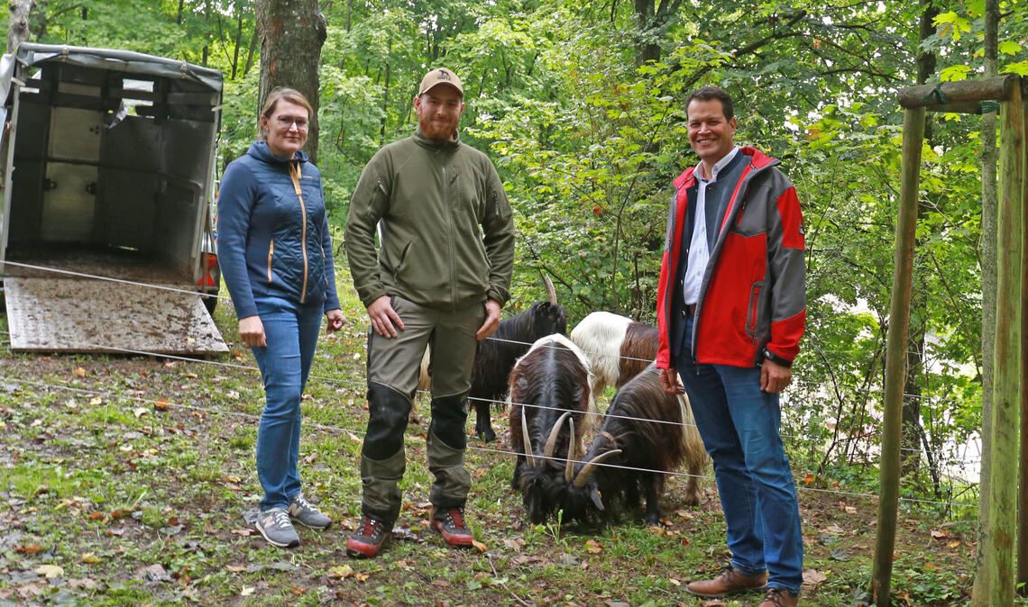  Bürgermeister Aaron Treut (re.) und Kämmerin Maike Schäfer (li.) begrüßen die neuen „Kolleginnen und Kollegen auf Zeit“: Gitty und ihr Team, eine Gruppe Walliser Schwarzhalsziegen der Güglinger Firma Landschaftspflege Höfle, deren Chef Patrick Höfle (Bildmitte) sich auf nachhaltige Landschaftspflege spezialisiert hat. Foto: Stadt Maulbronn