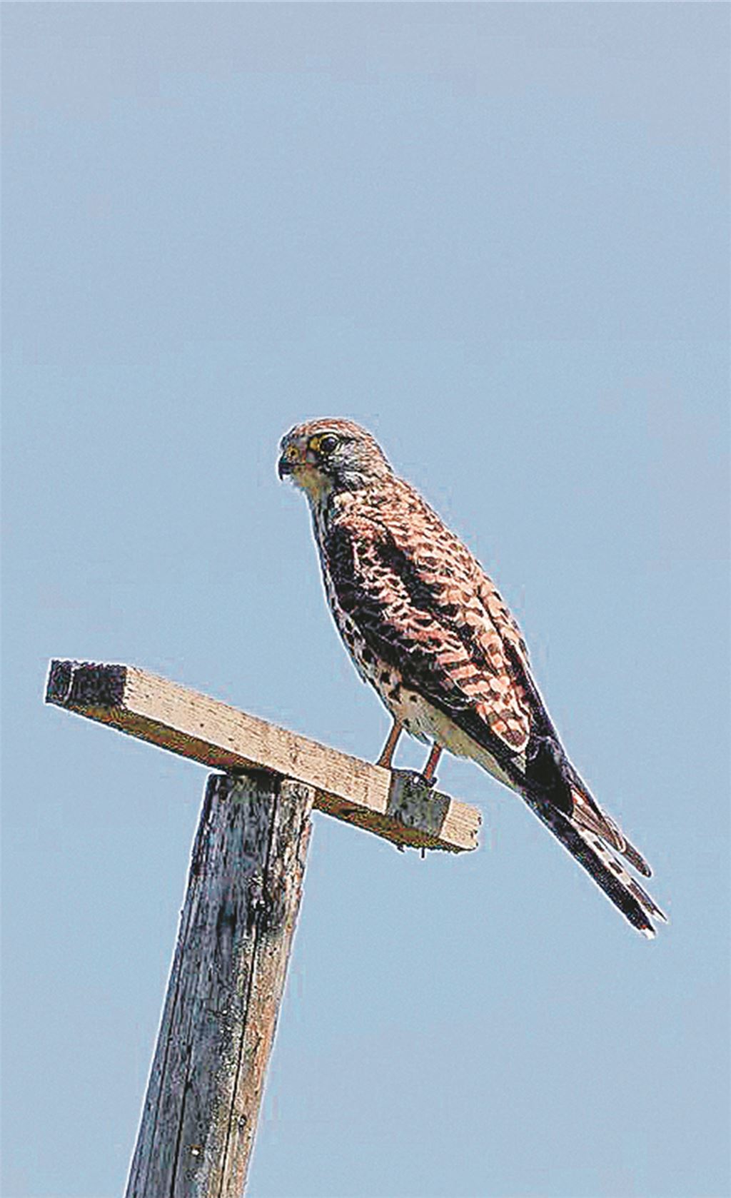 ... oder auch Turmfalken Ausschau. Fotos: privat