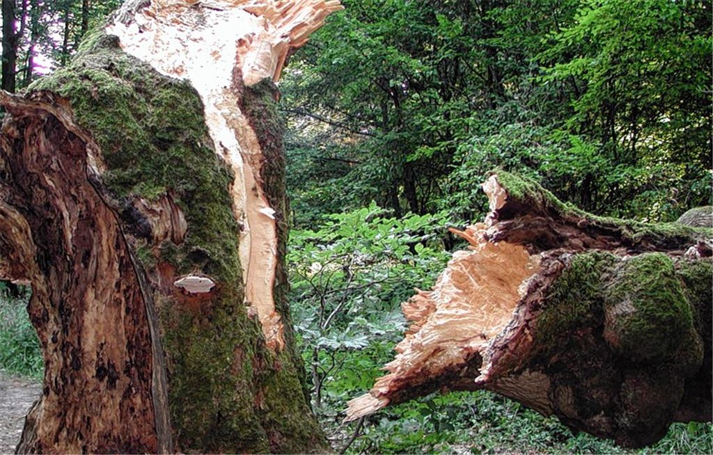 Albverein will Buche in Szene setzen