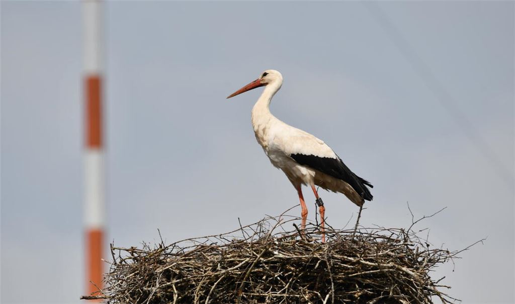 2021 in Dürrmenz geschlüpft und zurück im Nest: der beringte Storch „Nummer 23“.