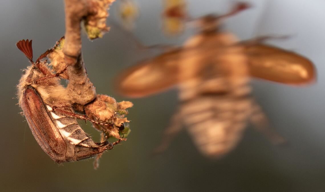 2026 ist ein Maikäferjahr - und der Massenflug hat begonnen.