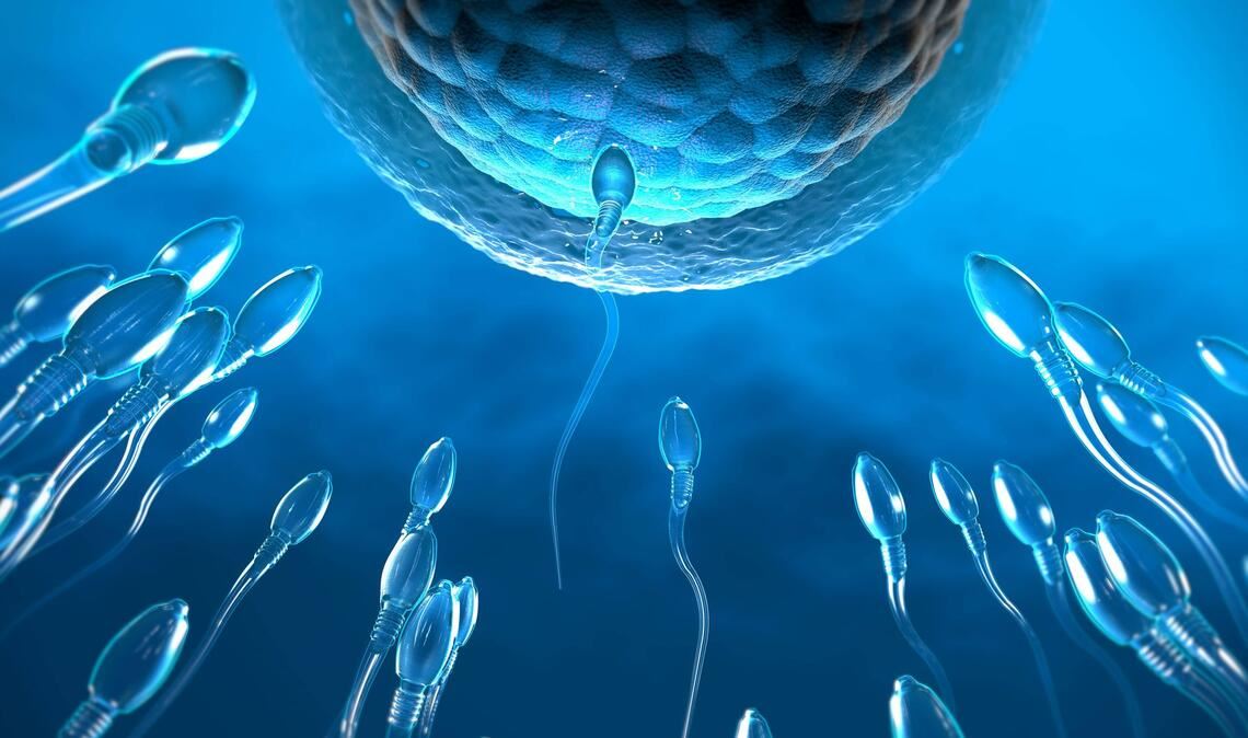 3d-Illustration von transparenten Spermien, die auf eine Eizelle zuschwimmen.