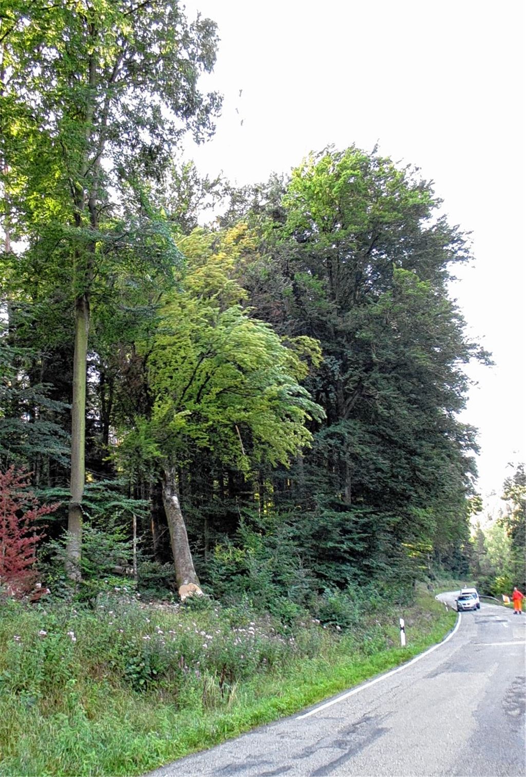 8.46 Uhr: Der Baum fällt dahin, wohin er soll; in den Wald und nicht auf die Straße.