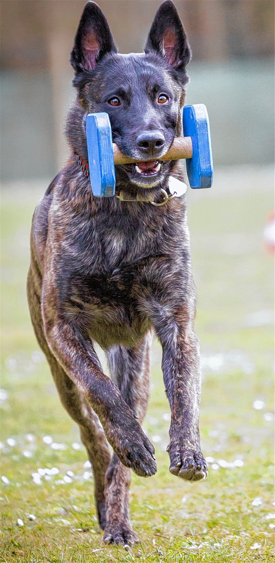 Knittlinger Team nutzt Heimvorteil und löst DM-Ticket