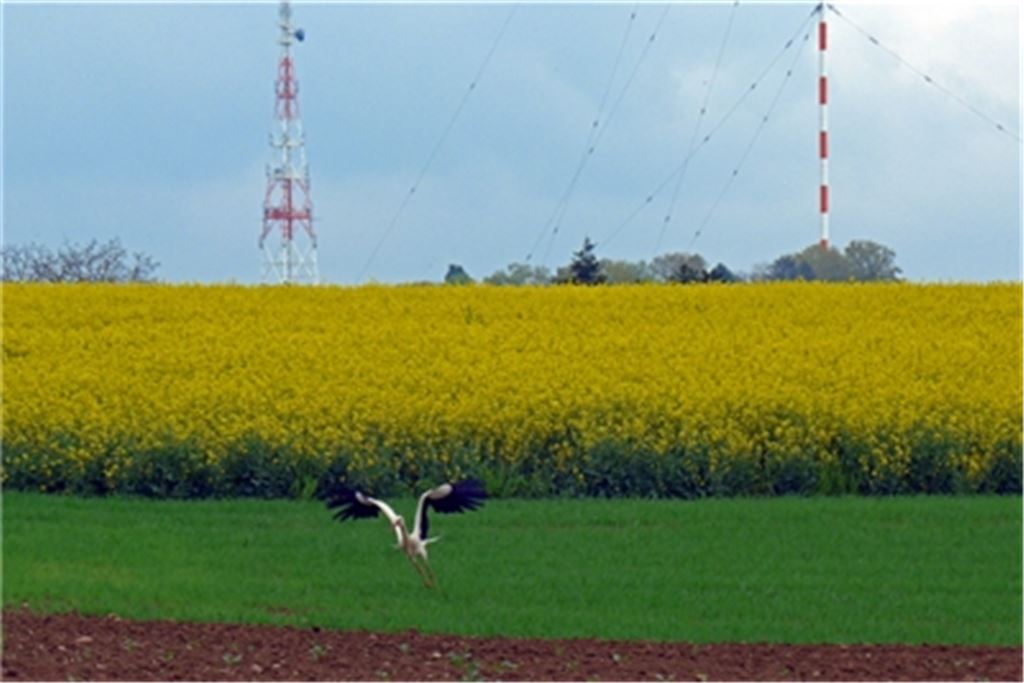Abflug. Foto: Rolf Huttenloch