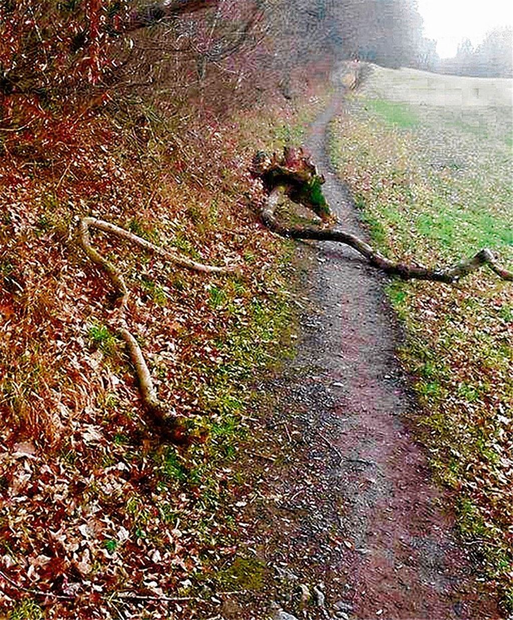 Sicherheit der Spaziergänger im Blick