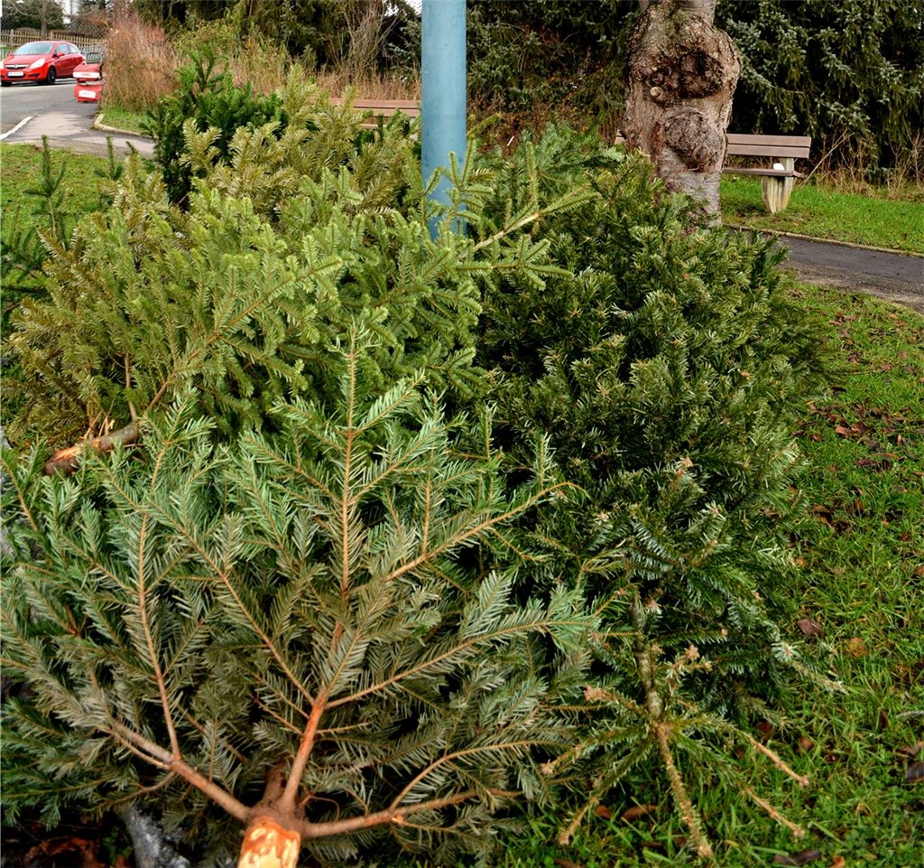 Abgelegte Weihnachtsbäume. Foto: Stahlfeld