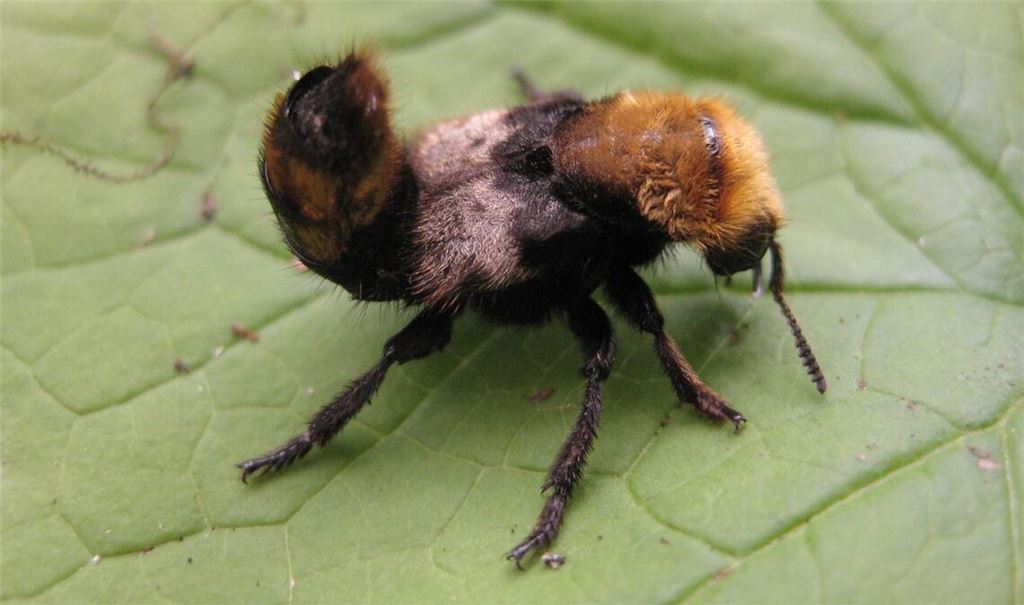 Abwehrhaltung: Der „Behaarte Kurzflügler“ gibt sich bedrohlich. Foto: Döppenschmitt