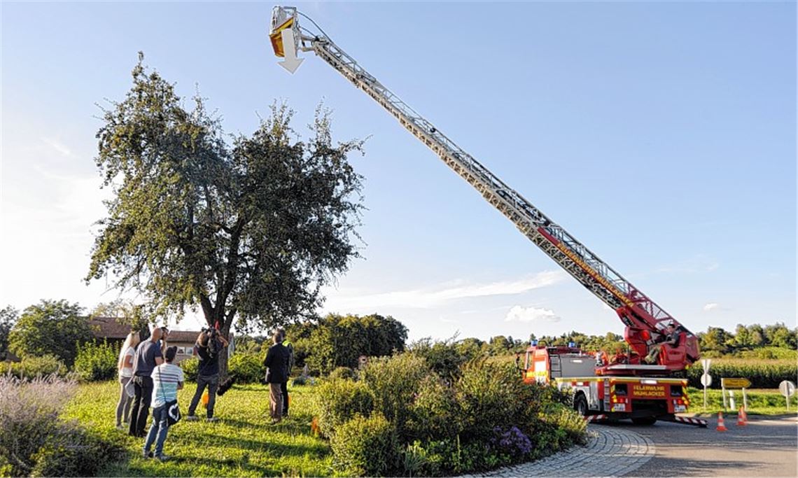 Achtung, Blick nach oben! Ein Pfeil, den die Feuerwehrdrehleiter – den Einsatz zahlt das TV-Team – transportiert, macht auf den Baum aufmerksam. Foto: Fotomoment