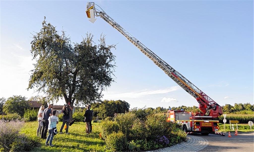 Achtung, Blick nach oben! Ein Pfeil, den die Feuerwehrdrehleiter – den Einsatz zahlt das TV-Team – transportiert, macht auf den Baum aufmerksam. Foto: Fotomoment