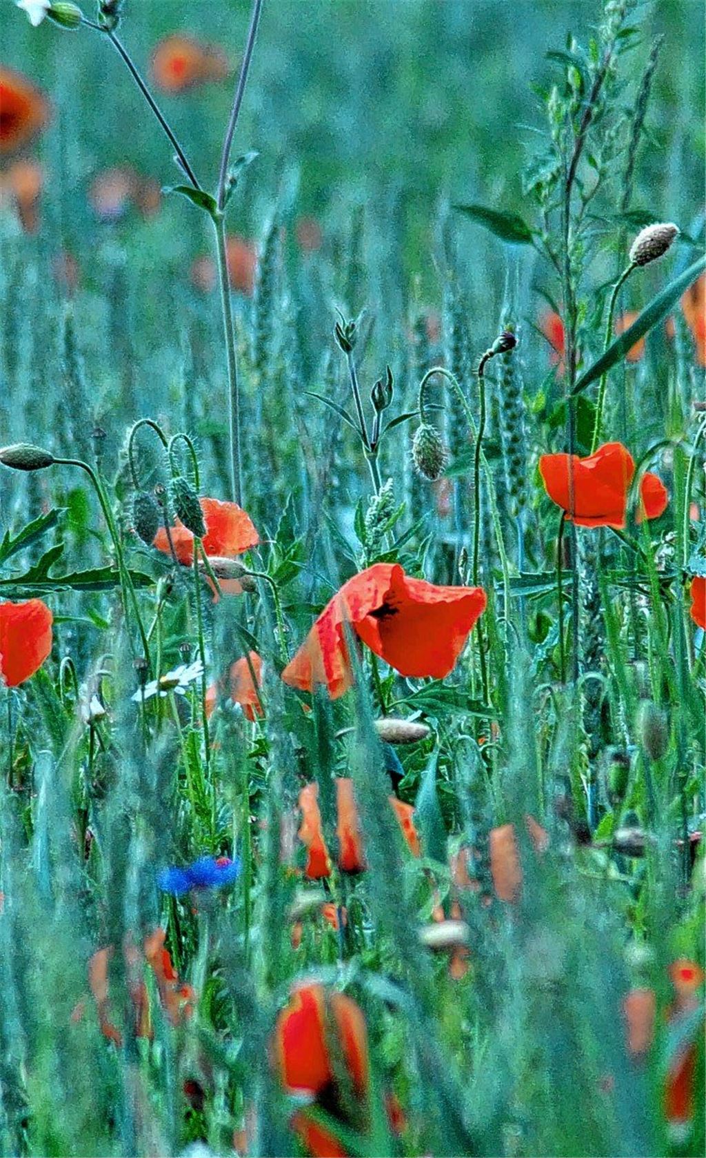 Wettbewerb gegen das Artensterben