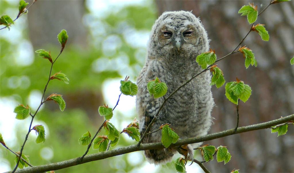 Ästling. Foto: NABU BW/Birgit Kurth/naturgucker.de