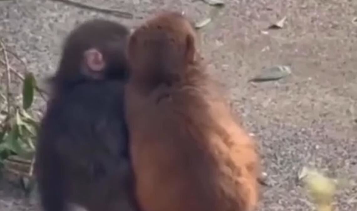 Affenbaby Punch aus Japan, bekannt durch seinen Stoffaffen, hat nun sogar eine echte Freundin gefunden. Alles über seine berührende Geschichte und die Makaken.