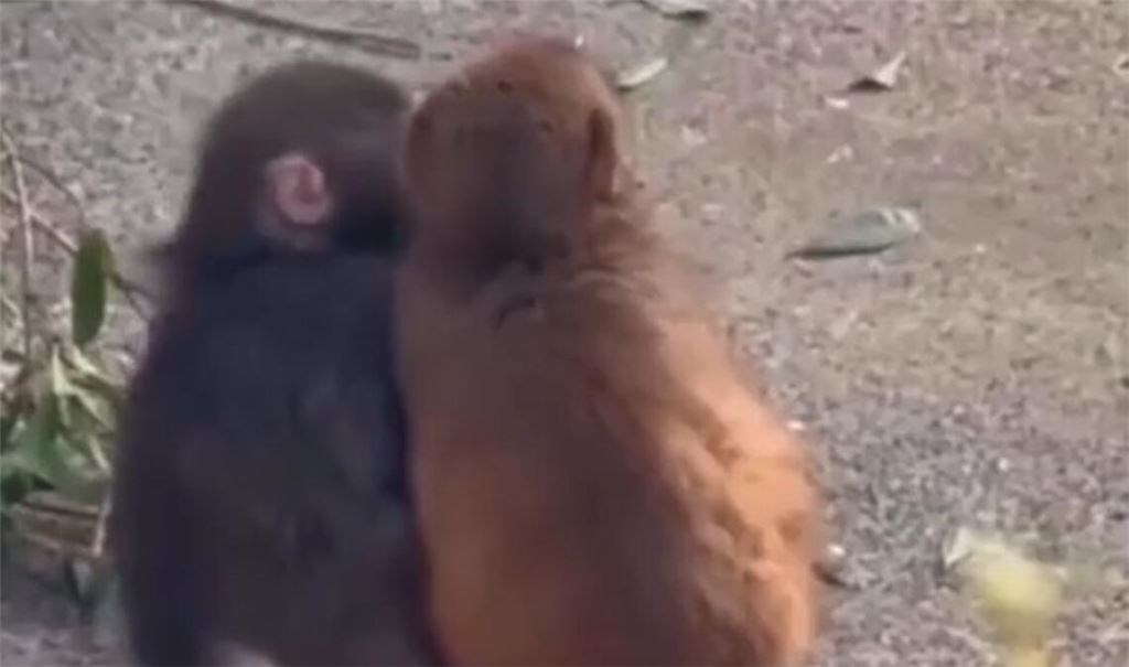 Affenbaby Punch aus Japan, bekannt durch seinen Stoffaffen, hat nun sogar eine echte Freundin gefunden. Alles über seine berührende Geschichte und die Makaken.