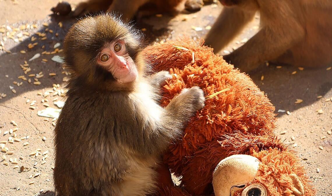 Affenbaby Punch zieht in Japan Massen an Besucher an.