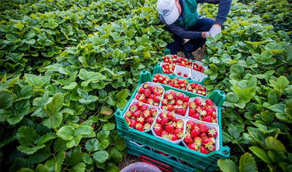 Agrarminister ohne Beschluss zum Mindestlohn. (Symbolbild)