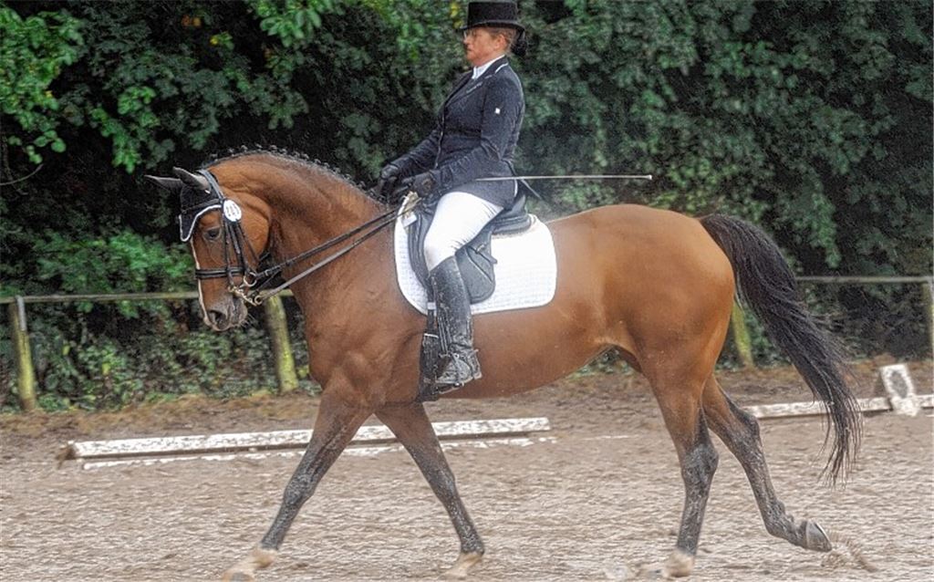 Dauerregen dezimiert das Dressurfeld