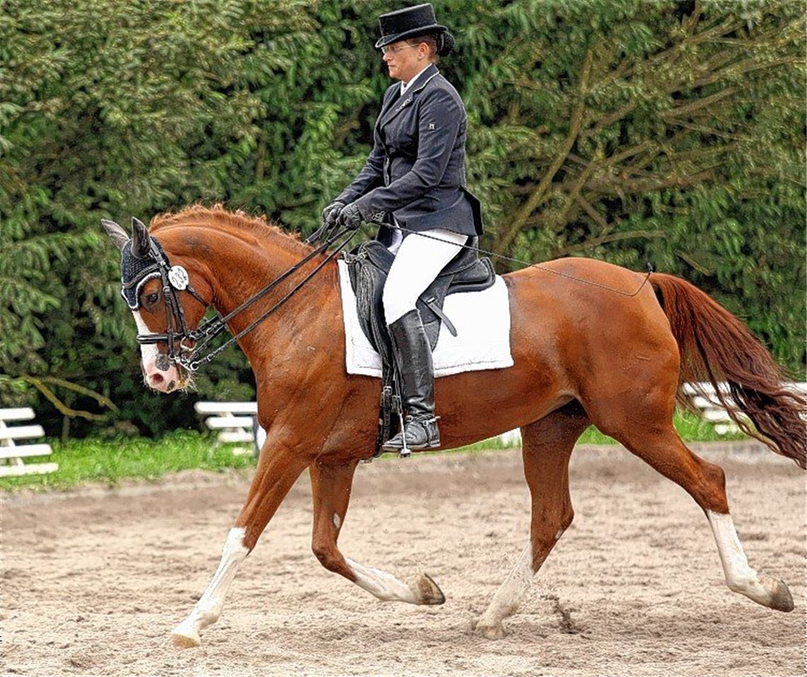 TV Mühlacker lädt auf die Wasserhalde ein