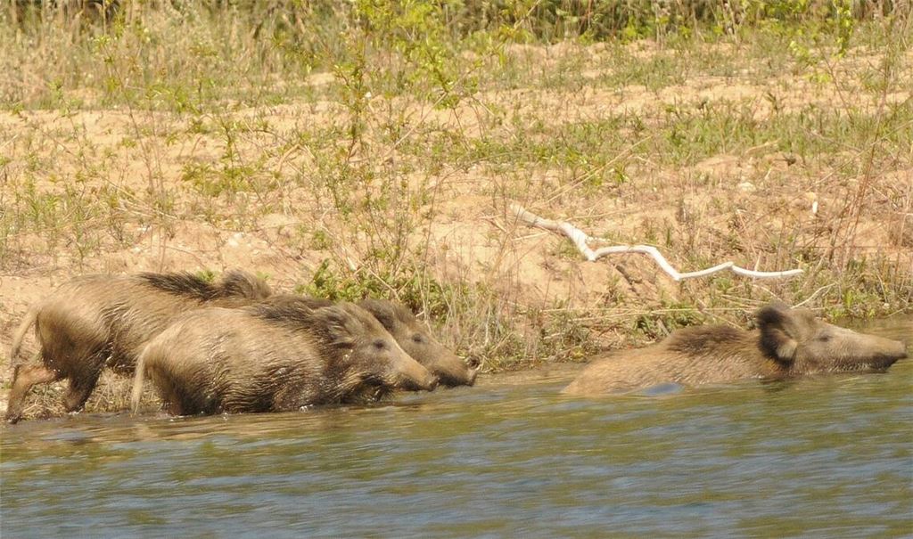 Alle meine Entchen schwimmen auf dem See. Von wegen! Hier bei Graben-Neudorf gehen Wildschweine baden. Foto: Lechner