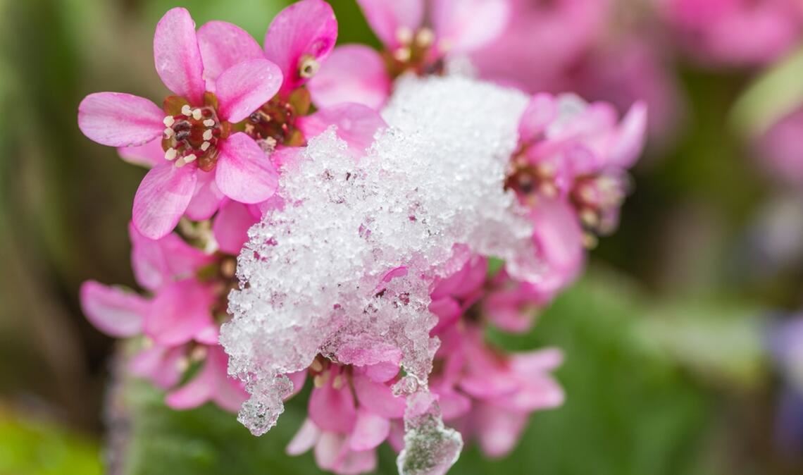 Alles Wichtige über das Wetterphänomen der Eisheiligen, die Bedeutung für Gärtner und die aktuellen Prognosen.
