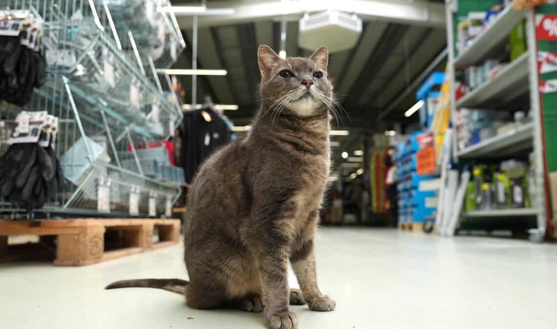 Alles im Blick - Katze "Lotti" wohnt in einem  Baumarkt in Plön.