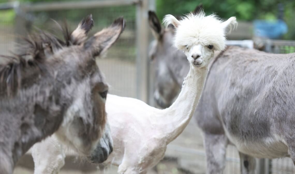 Alpaka Bonnie steht nach dem Frisörtermin mit Freunden im Gehege. Im Tiergehege Halberstadt gab es heute einen Frisörtermin für die Alpakas. J