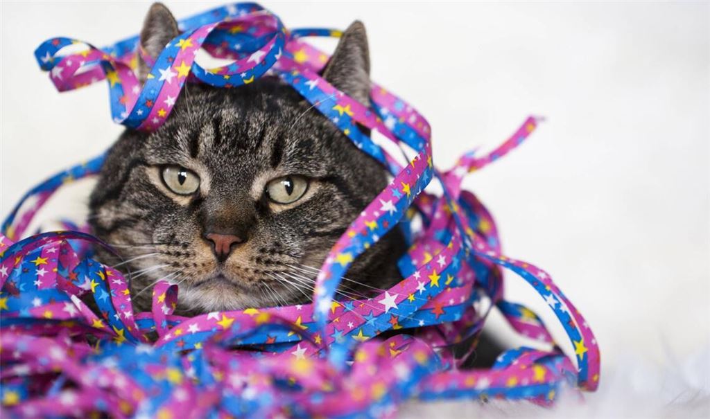 Als Kater oder Katzenjammer bezeichnet man umgangssprachlich das Unwohlsein und die Beeinträchtigung der körperlichen und geistigen Leistungsfähigkeit eines Menschen infolge übermäßigen Alkoholkonsums.