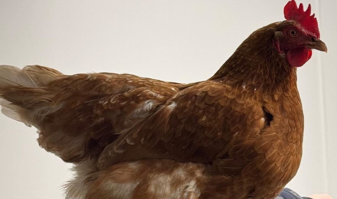 Als blinder Passagier ist Henrietta durch München gereist – die Bundespolizei hat sich um das Huhn gekümmert.