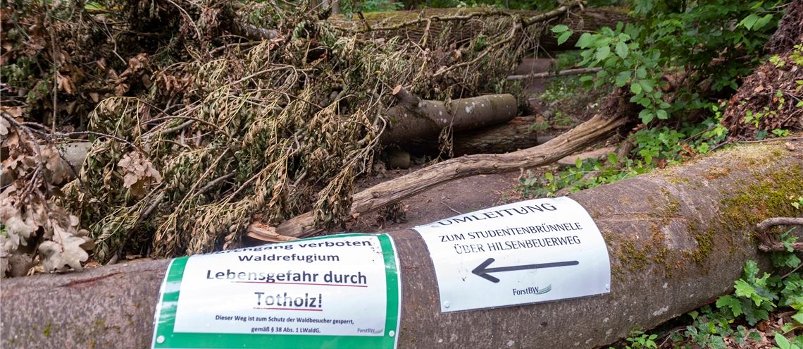 Als dieser Baum umkippte, muss es ein Geräusch gegeben haben. Noch viel lauter hallt allerdings der Streit nach, der um das Waldrefugium entstanden ist. Foto: Fotomoment