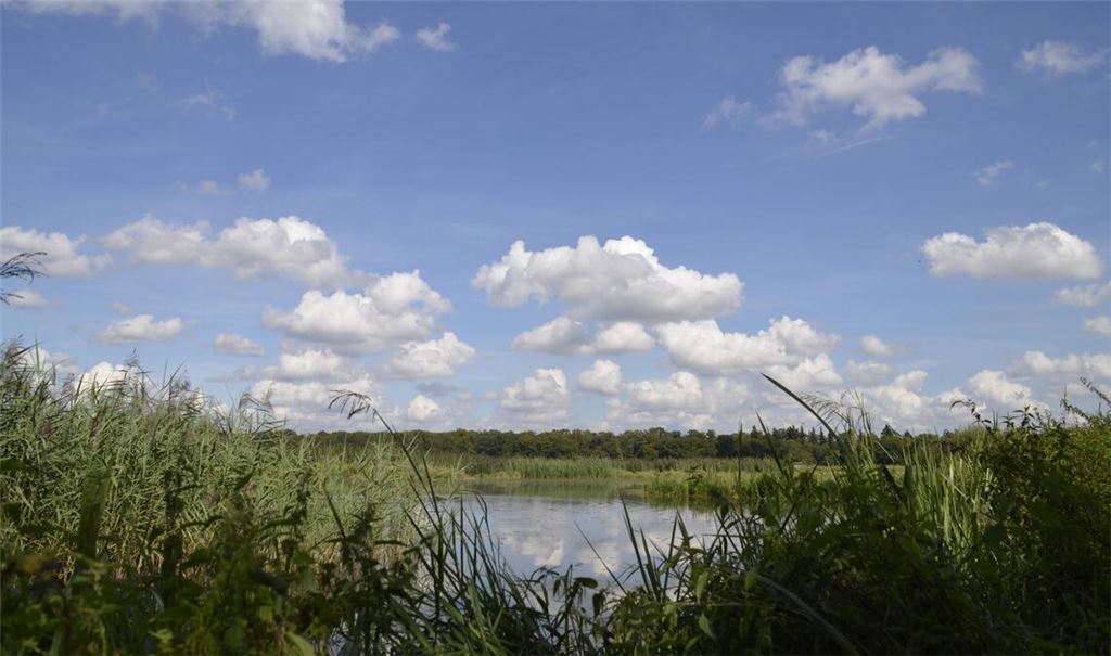 Als ökologische Ausgleichsmaßnahme hat die Stadt Bruchsal Flachwasserseen neu geschaffen. Die Tierwelt nimmt diese Refugien gerne an. Fotos: Lechner