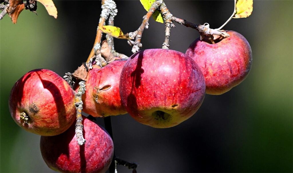 Alte Obstsorten haben enorme Vorzüge. Doch einen echten Markt für sie gibt es kaum. Viele Verbraucher kaufen allein nach optischen Gesichtspunkten. Foto: Lechner
