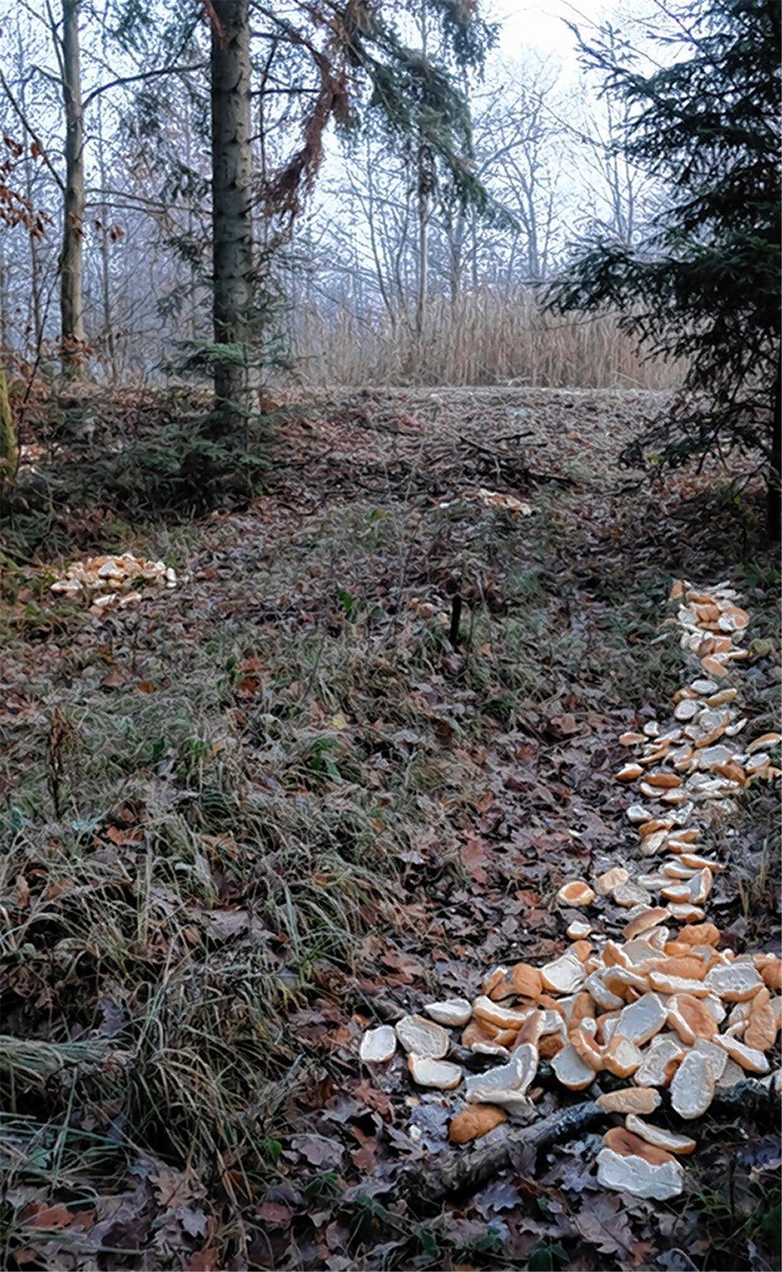 Fütterung kann Wildtieren schaden Fütterung kann Wildtieren schaden