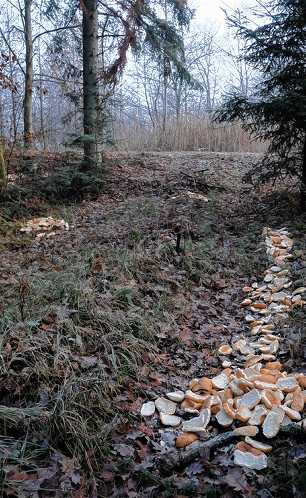 Fütterung kann Wildtieren schaden
