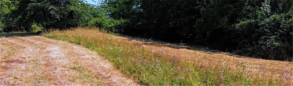 Altgrasstreifen bieten Lebensraum für Insekten