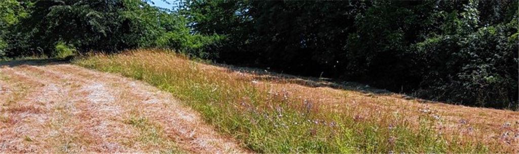 Altgrasstreifen bieten Lebensraum für Insekten