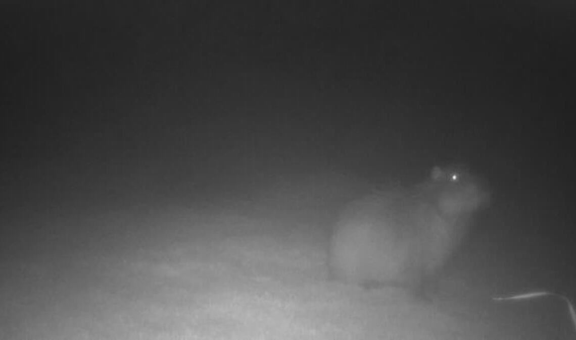 Am 27. Oktober wurde Samba von einer Wildtierkamera fotografiert.
