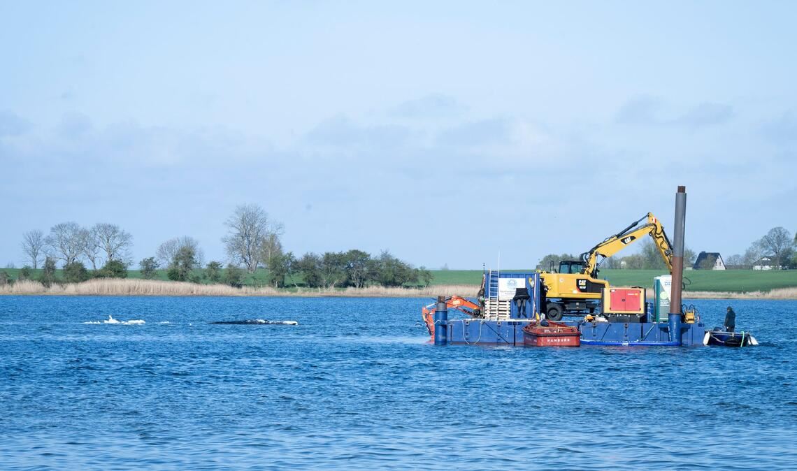 Am Dienstag soll der Abtransport des Buckelwals starten.