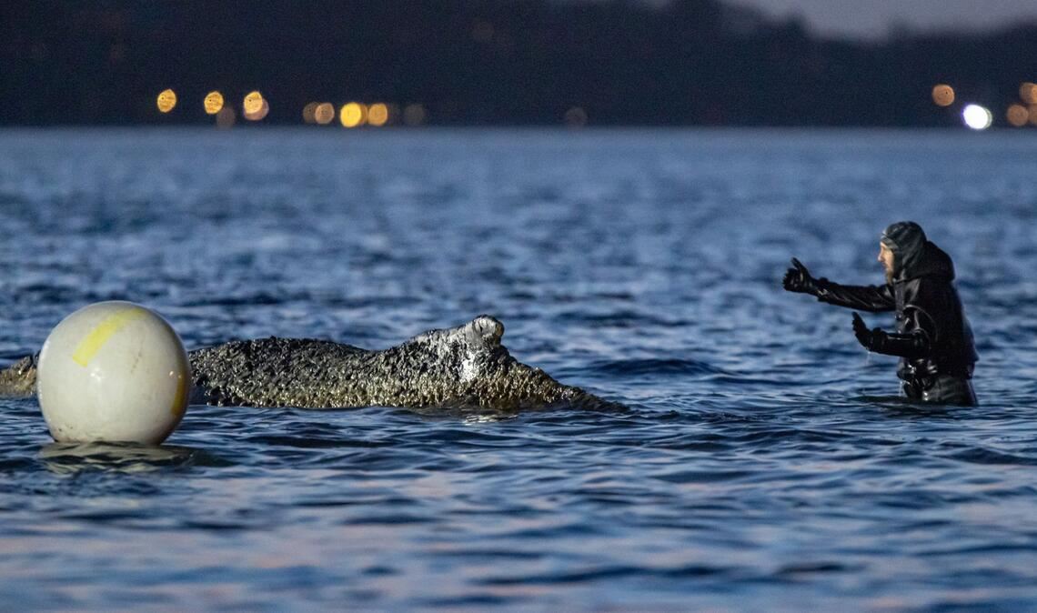 Am Donnerstag hatten Experten vor Ort an einer Rinne für das Tier gearbeitet.