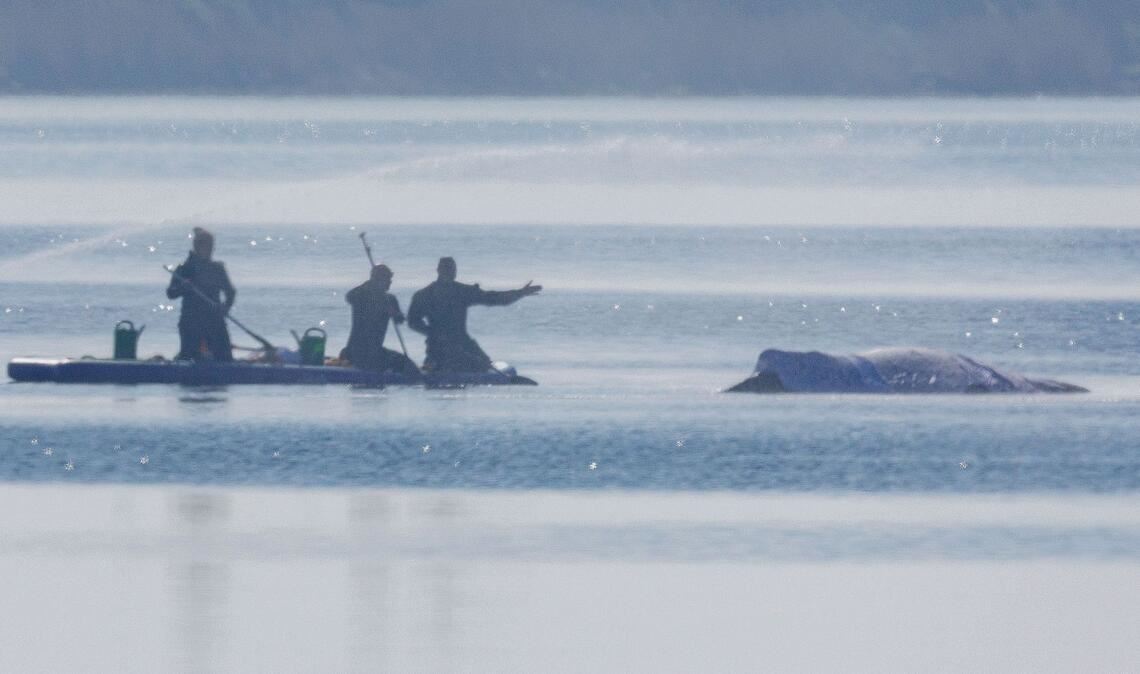 Am Freitag lief die private Rettungsaktion des vor der Ostsee-Insel Poel gestrandeten Buckelwals weiter auf Hochtouren.