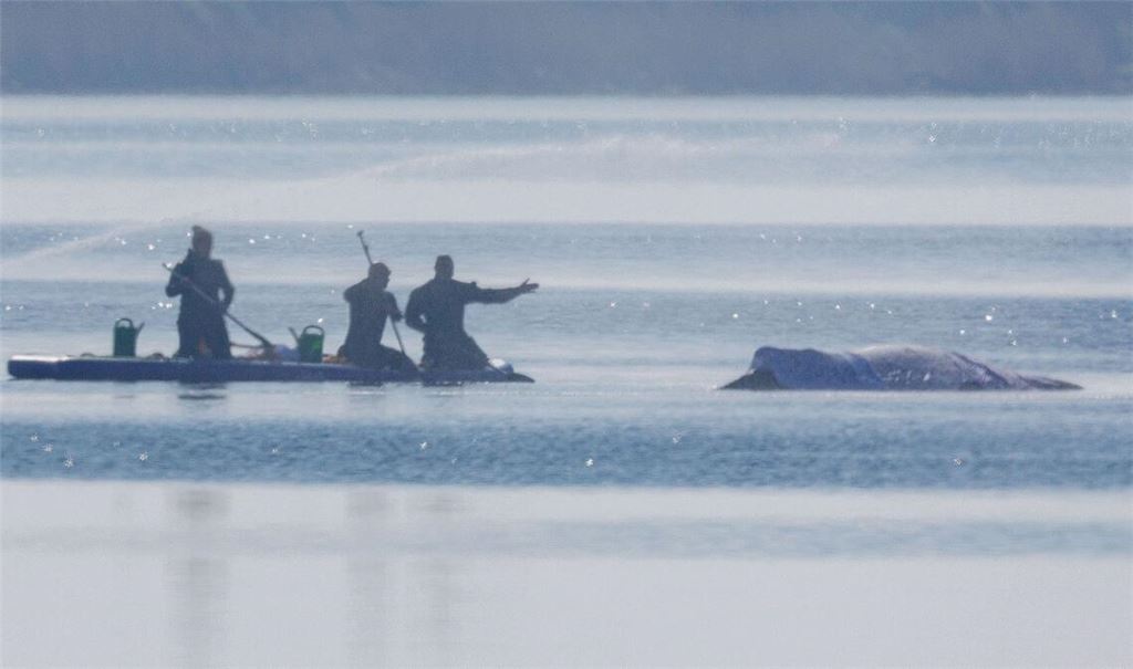 Am Freitag lief die private Rettungsaktion des vor der Ostsee-Insel Poel gestrandeten Buckelwals weiter auf Hochtouren.