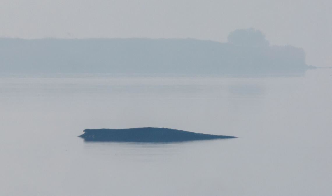 Am Freitag wird die Rettungsaktion für den gestrandeten Buckelwal fortgesetzt.