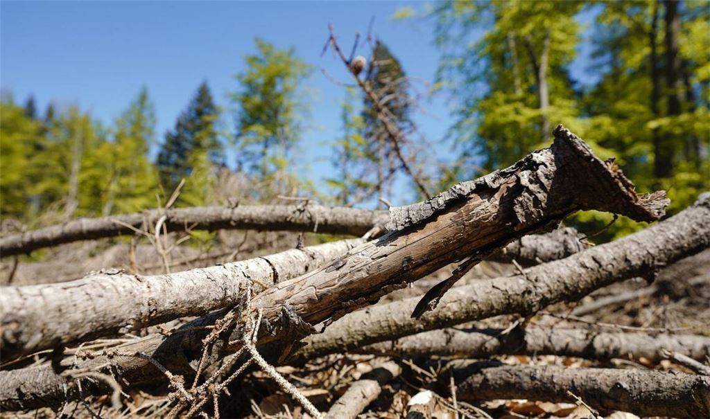 Am MIttwoch gilt in Baden-Württemberg erhöhte Waldbrandgefahr. (Symbolbild)