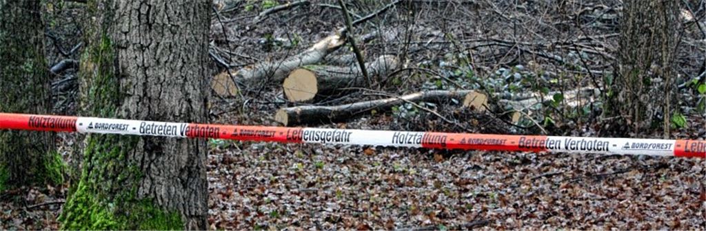 Am Montagabend hat der Illinger Gemeinderat grünes Licht für die Baumfällarbeiten im Hakenwald gegeben. Gestern waren die Rodungsarbeiten schon in vollem Gange. Foto: Goertz