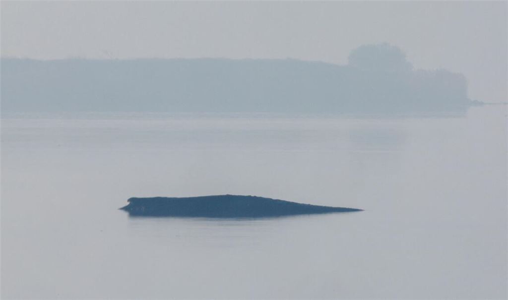 Am Morgen hat sich der vor der Insel Poel liegende Buckelwal plötzlich heftig bewegt. Dabei war teils auch seine Schwanzflosse zu sehen.