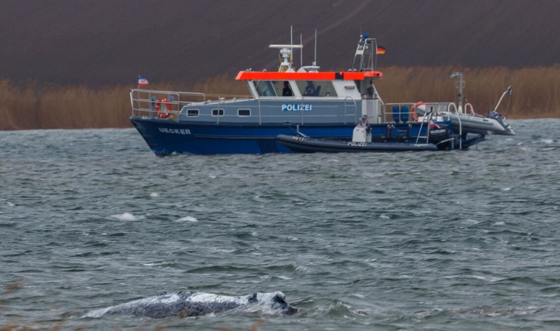 Am Morgen ist der gestrandete Buckelwal frei im Wasser geschwommen.