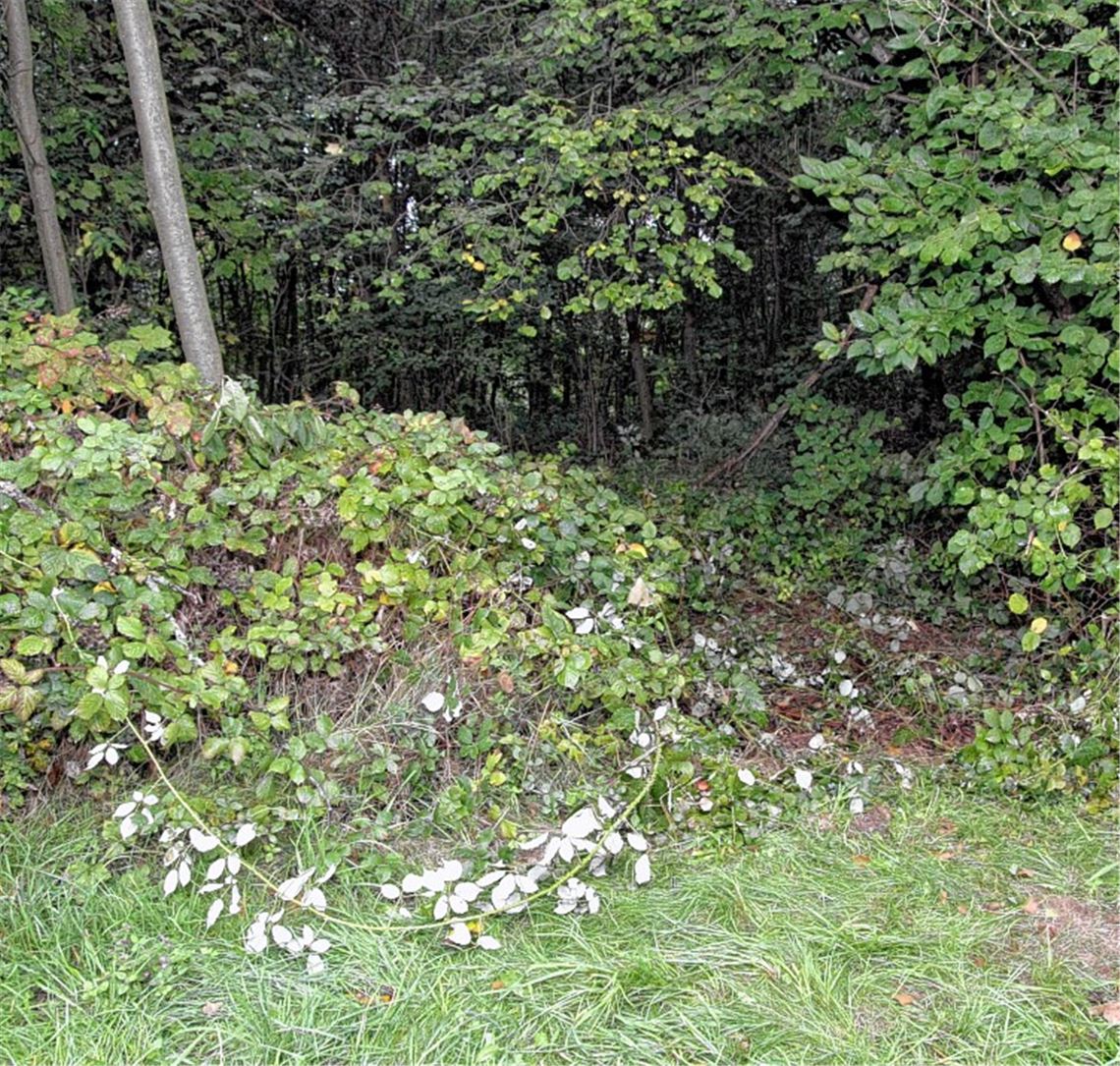 Am Rande des Feldwegs wird der Vermisste in einem Brombeergestrüpp entdeckt.