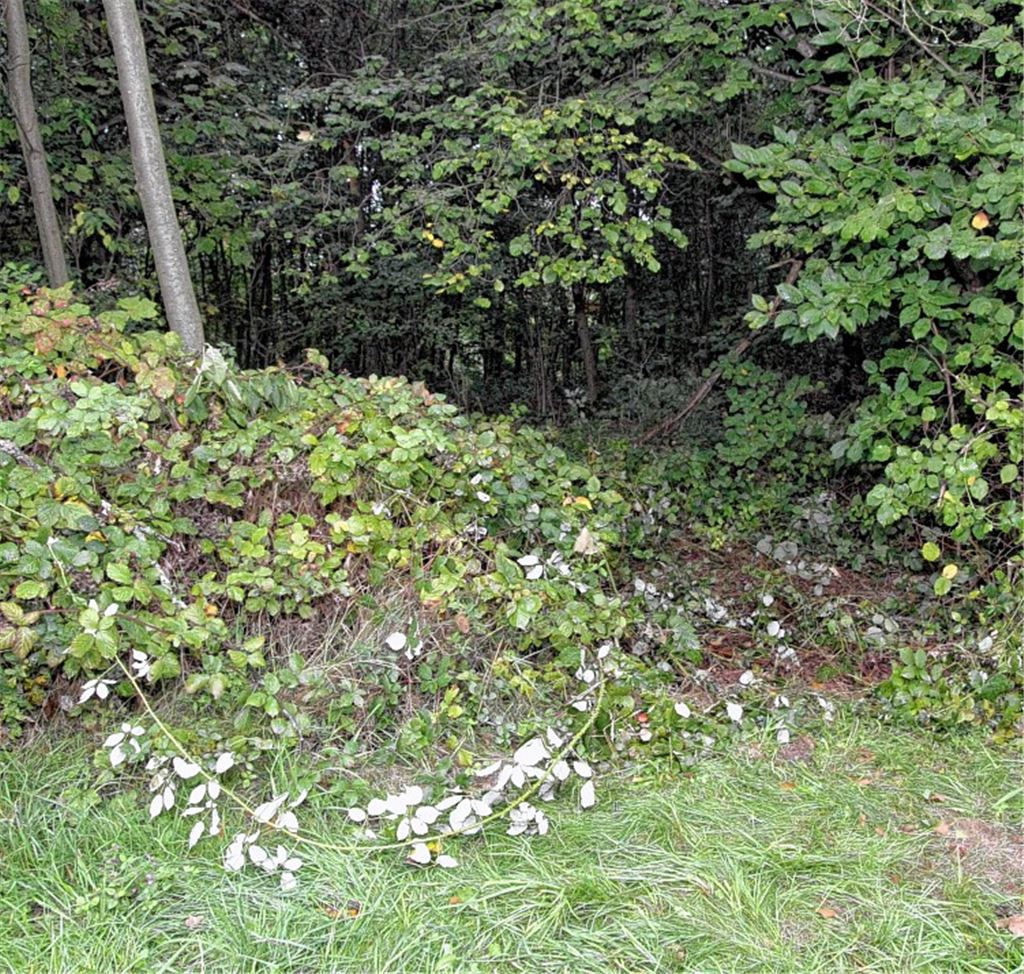 Am Rande des Feldwegs wird der Vermisste in einem Brombeergestrüpp entdeckt.