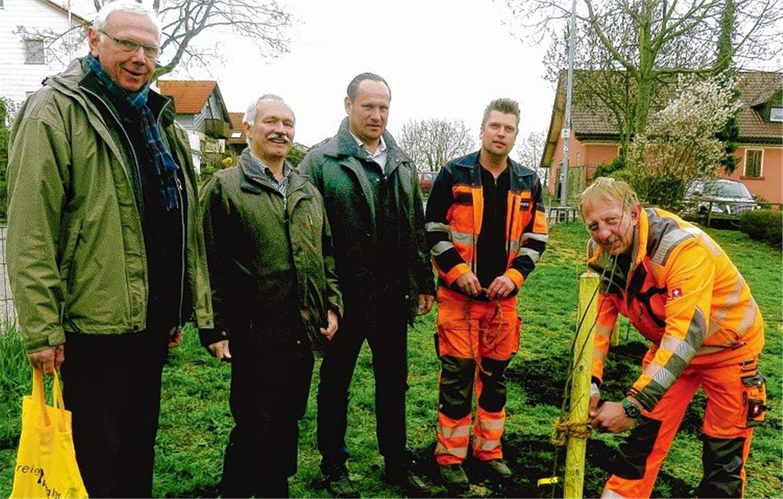 Ulmen kehren in die Region zurück Ulmen kehren in die Region zurück