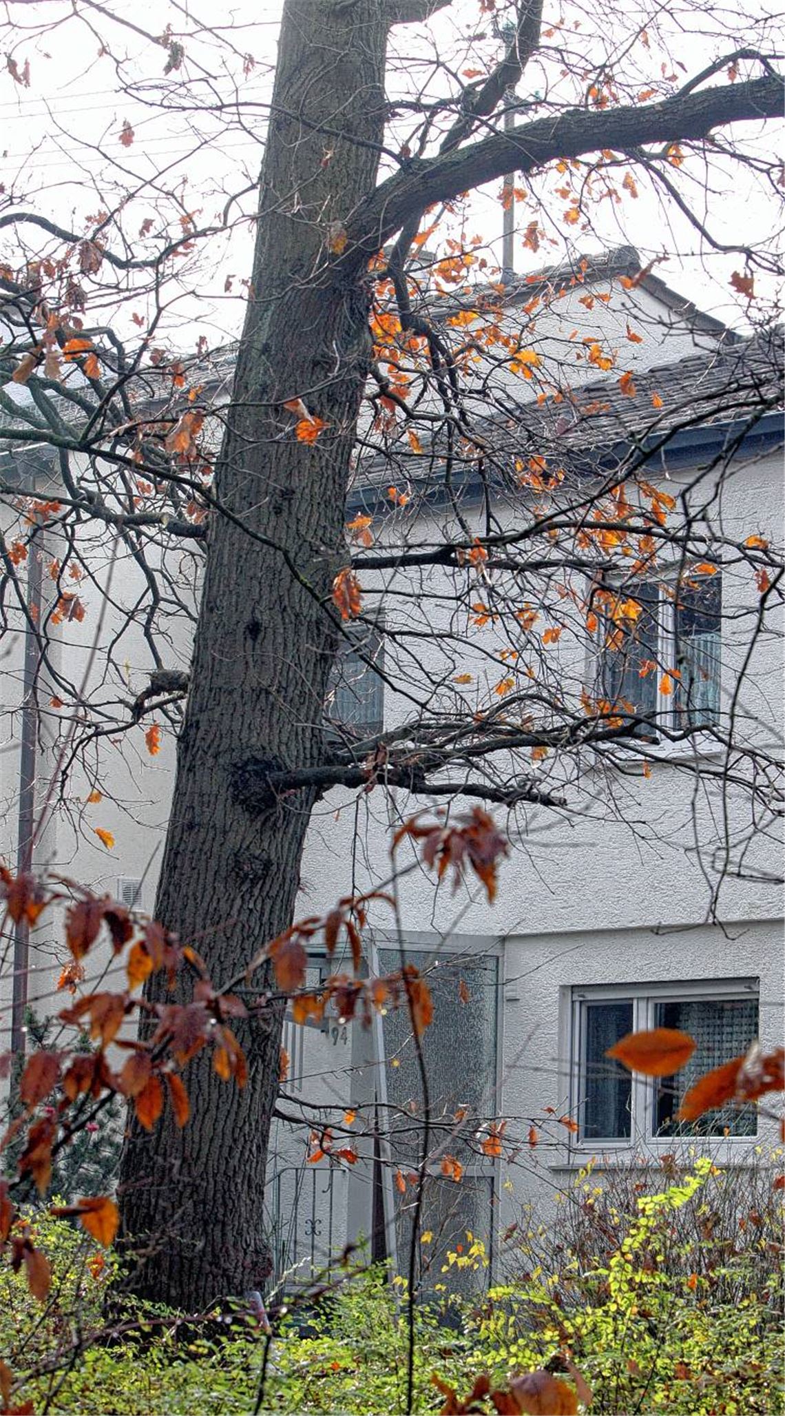 Am Rande des Wohngebiets Eichwald wachsen die Bäume fast in die Häuser. Aus Sicherheitsgründen müssen jetzt Eichen, die zu hoch geworden sind, gefällt werden. 