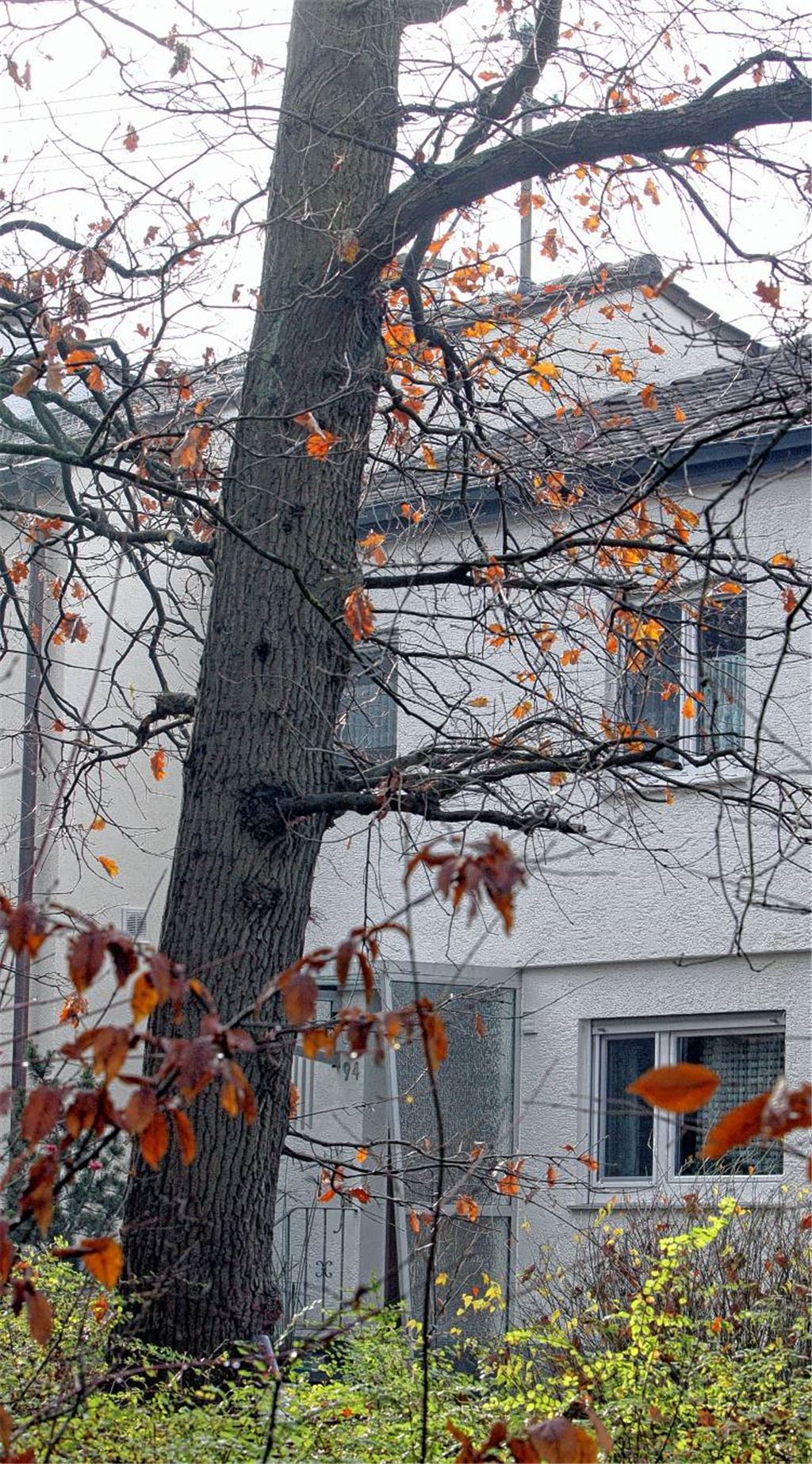 Am Rande des Wohngebiets Eichwald wachsen die Bäume fast in die Häuser. Aus Sicherheitsgründen müssen jetzt Eichen, die zu hoch geworden sind, gefällt werden. 